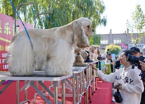 河北省昌黎县第二届宠博会 聚焦宠物服务，共筑人宠和谐家园