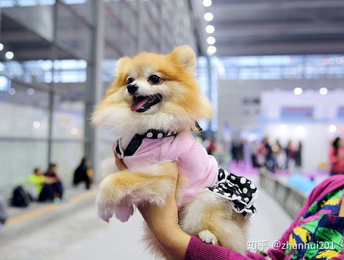 2021宠物医疗及连锁加盟展 宠物服务行业的新风向标