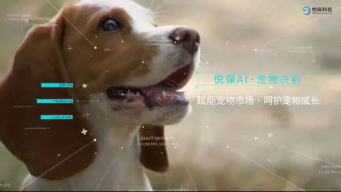 宠物识别AI技术 让“脸”成为宠物的原生“身份证”，革新宠物服务生态