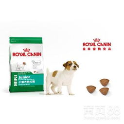 广州宠物服务市场 蓬勃发展背后的贴心守护