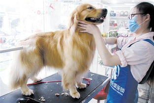 财经新视角 驻马店宠物服务业的崛起与机遇